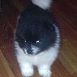 Meet your Posher, Ross